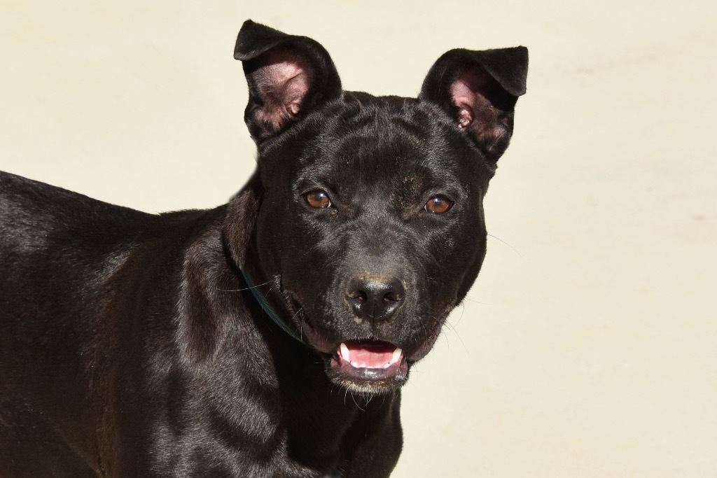 Bailey, an adoptable Terrier in West Union, OH, 45693 | Photo Image 4