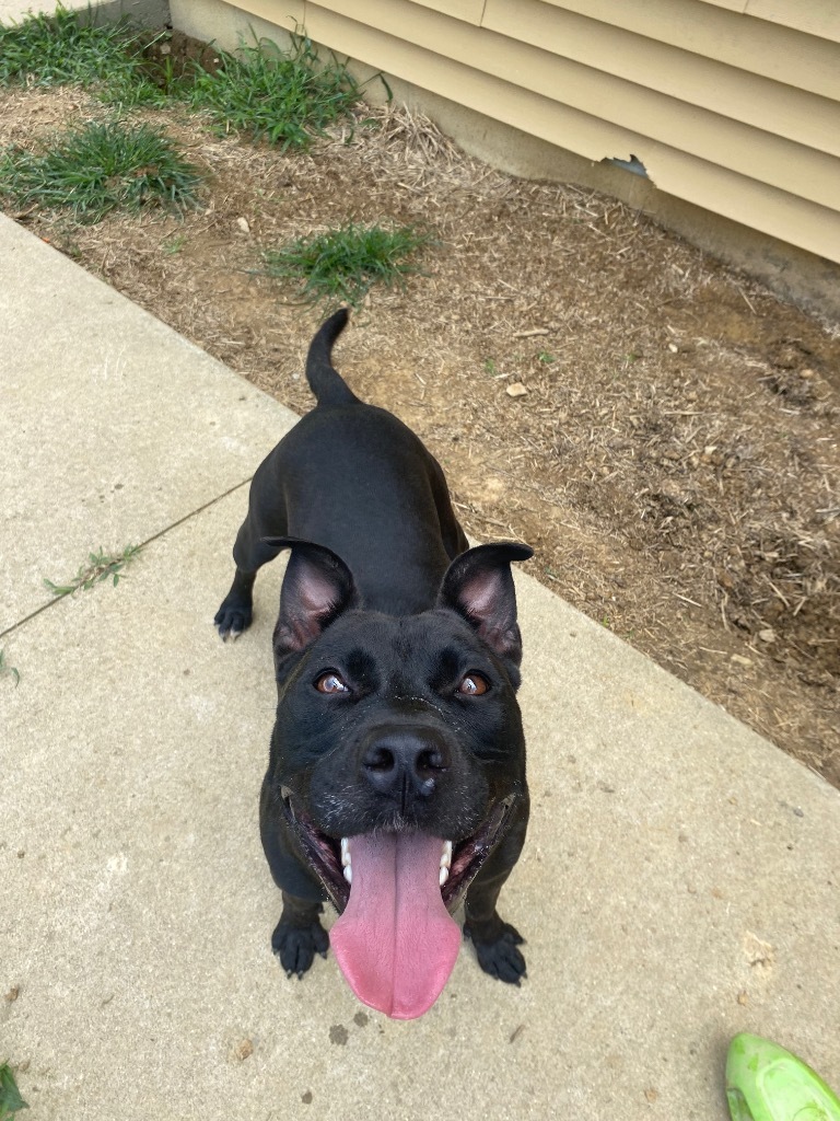 Bailey, an adoptable Terrier in West Union, OH, 45693 | Photo Image 6