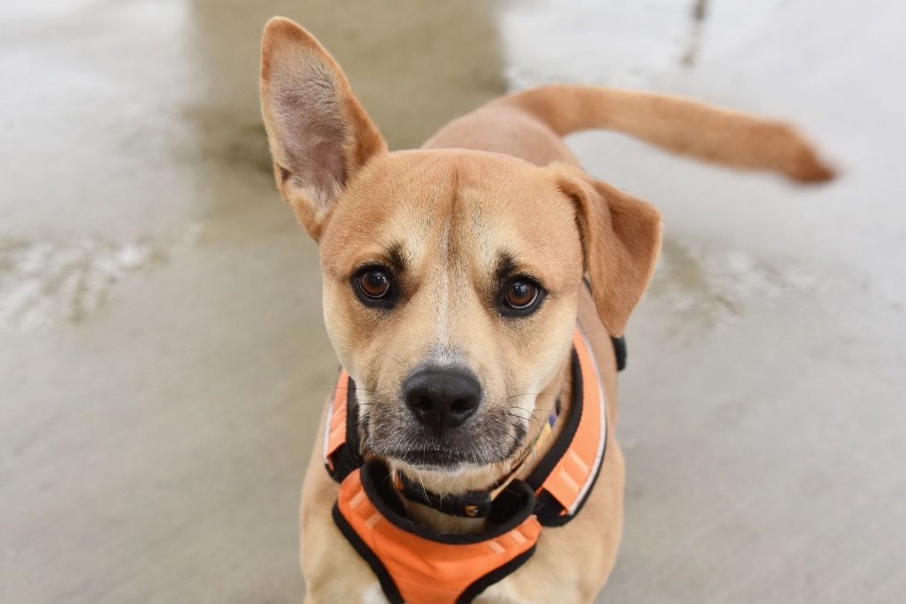 OTIS, an adoptable Terrier in West Union, OH, 45693 | Photo Image 1