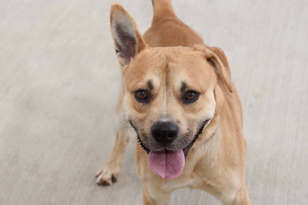 OTIS Adoption Pending, an adoptable Terrier in West Union, OH, 45693 | Photo Image 3