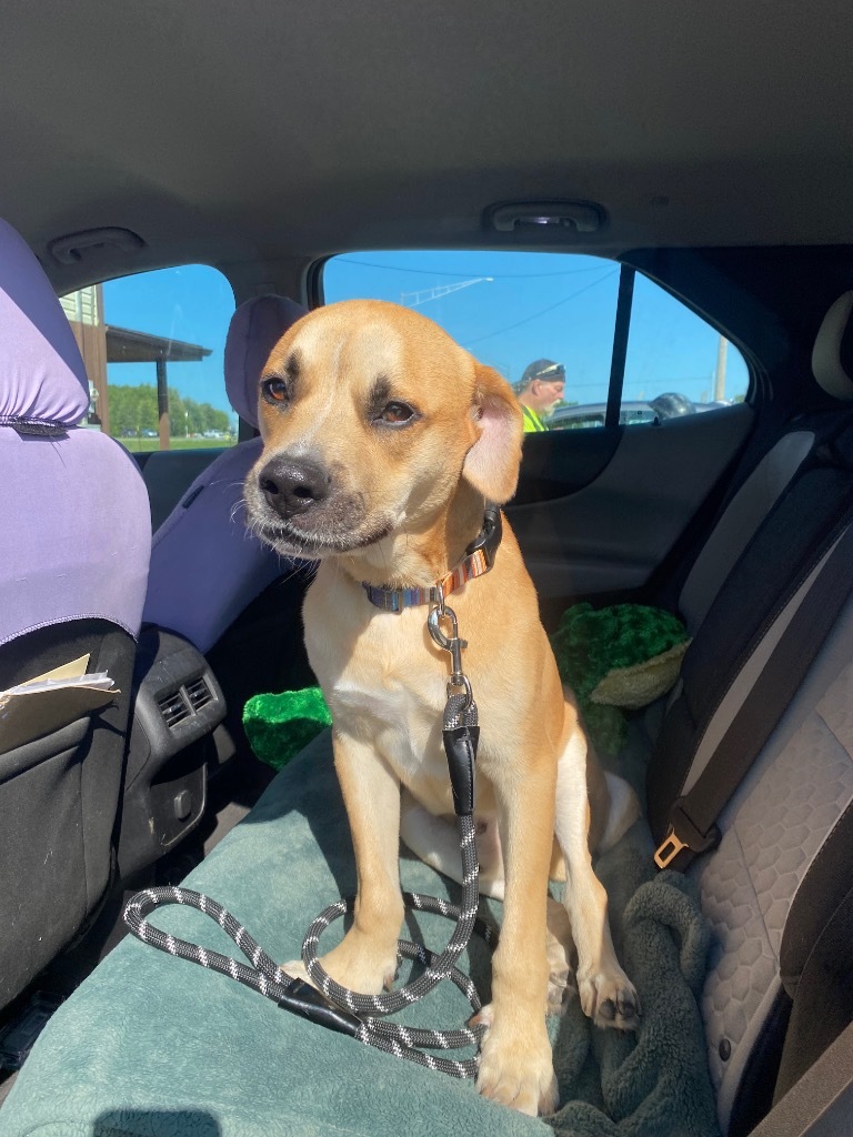 OTIS Adoption Pending, an adoptable Terrier in West Union, OH, 45693 | Photo Image 4