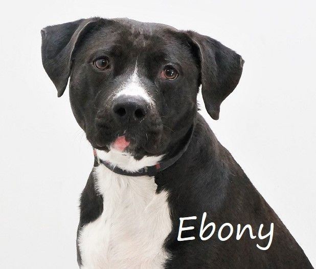 Ebony, an adoptable Black Labrador Retriever, Pit Bull Terrier in Aurora, NE, 68818 | Photo Image 1