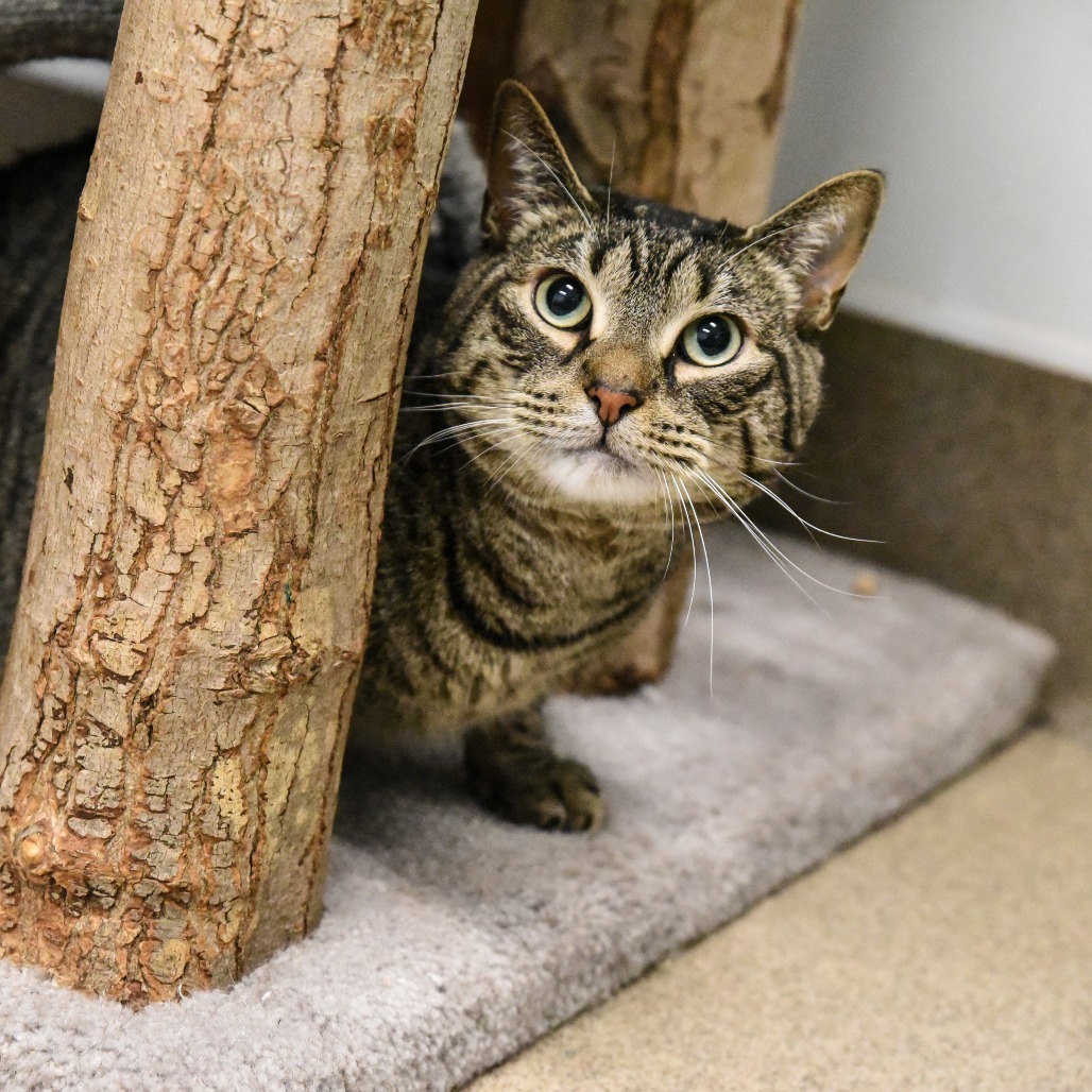 Shadow, an adoptable Domestic Short Hair in East Hampton, NY, 11937 | Photo Image 1