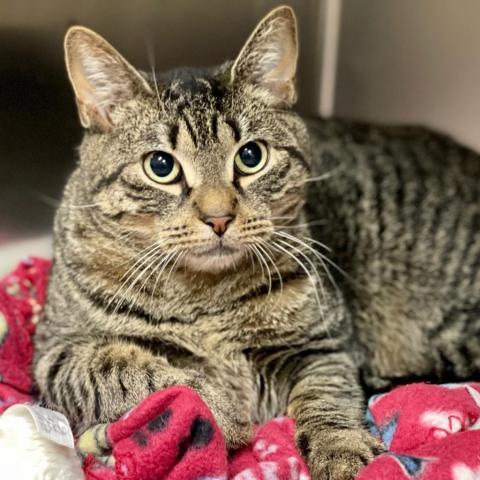 Shadow, an adoptable Domestic Short Hair in East Hampton, NY, 11937 | Photo Image 2