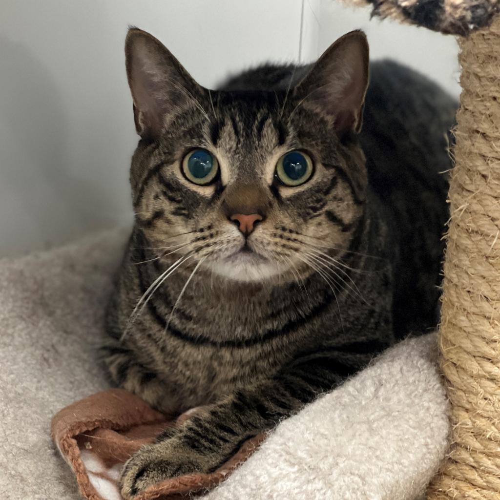 Shadow, an adoptable Domestic Short Hair in East Hampton, NY, 11937 | Photo Image 2
