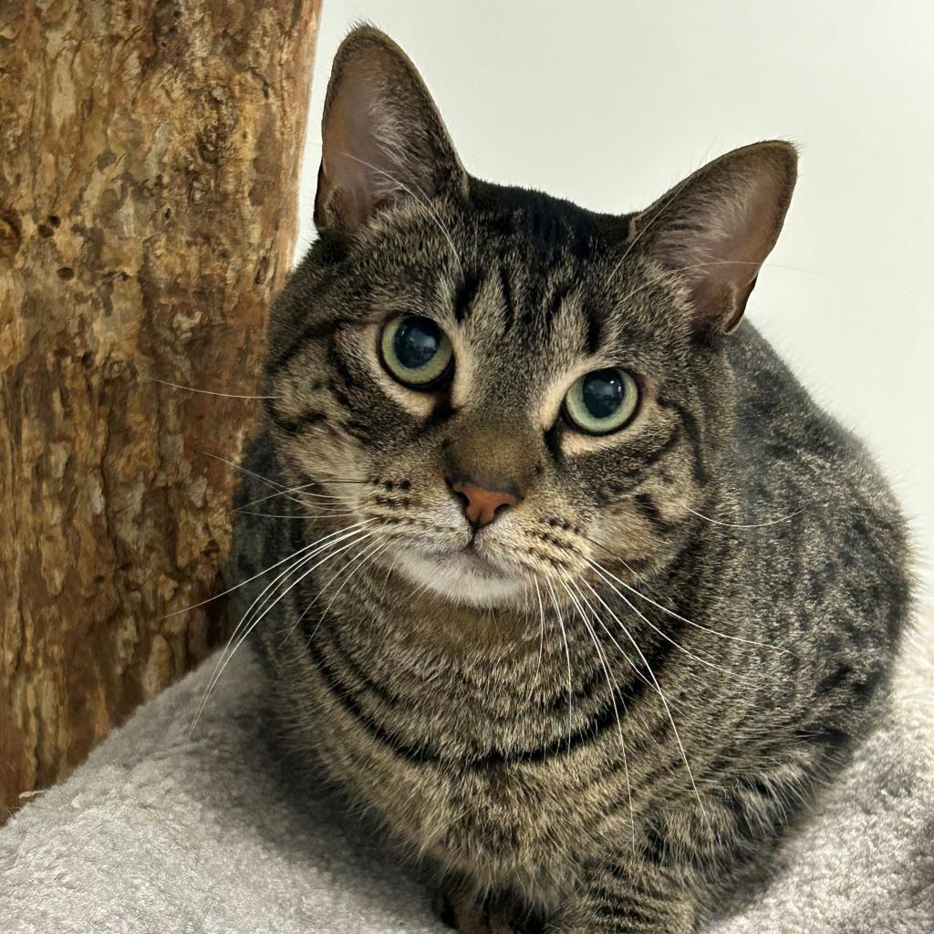 Shadow, an adoptable Domestic Short Hair in East Hampton, NY, 11937 | Photo Image 2