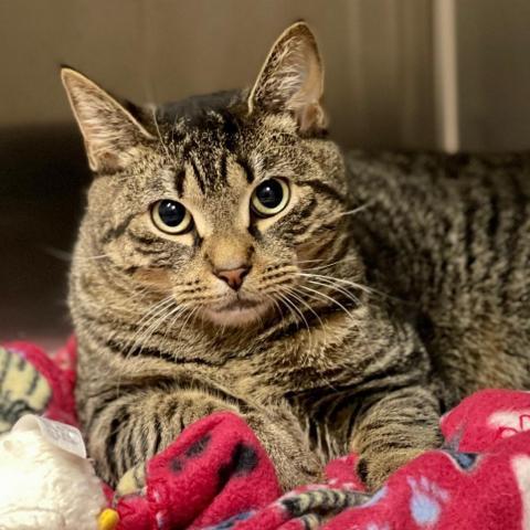 Shadow, an adoptable Domestic Short Hair in East Hampton, NY, 11937 | Photo Image 3