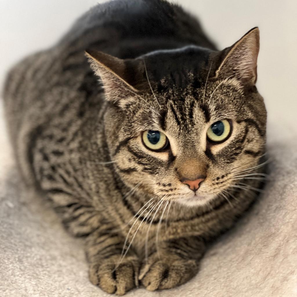 Shadow, an adoptable Domestic Short Hair in East Hampton, NY, 11937 | Photo Image 4
