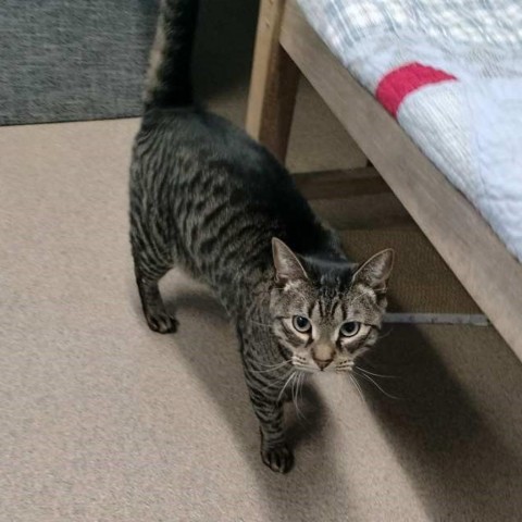 Shadow, an adoptable Domestic Short Hair in East Hampton, NY, 11937 | Photo Image 5