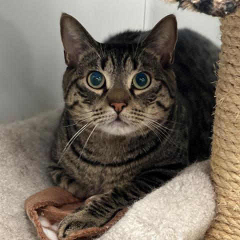 Shadow, an adoptable Domestic Short Hair in East Hampton, NY, 11937 | Photo Image 6