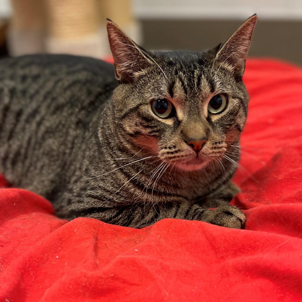 Shadow, an adoptable Domestic Short Hair in East Hampton, NY, 11937 | Photo Image 6