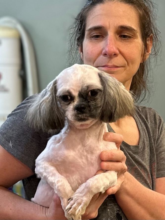 Dog for adoption Topher , a Shih Tzu in Chester Springs, PA Petfinder
