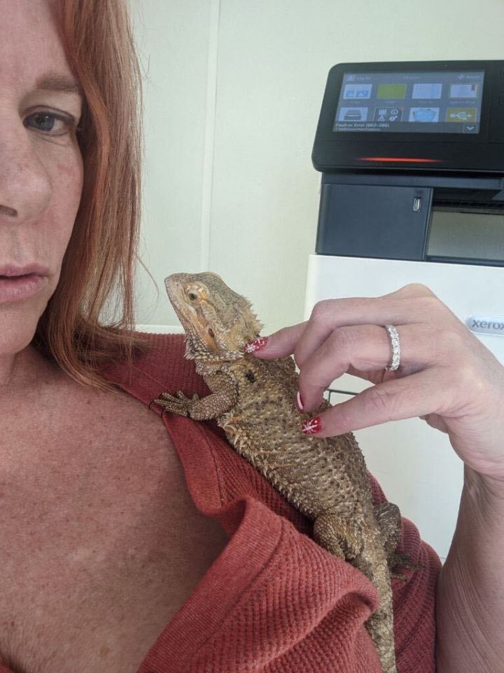 Spice, an adopted Bearded Dragon in Jersey City, NJ_image-2
