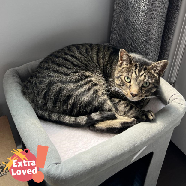 Wonder, an adoptable Domestic Short Hair in Pittsburgh, PA, 15237 | Photo Image 1