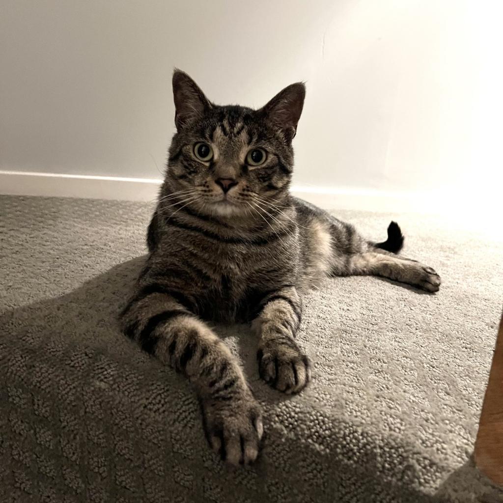 Wonder, an adoptable Domestic Short Hair in Pittsburgh, PA, 15237 | Photo Image 3