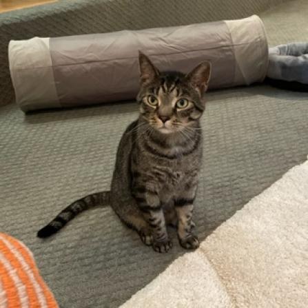 Wonder, an adoptable Domestic Short Hair in Pittsburgh, PA, 15237 | Photo Image 4