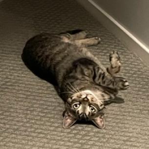 Wonder, an adoptable Domestic Short Hair in Pittsburgh, PA, 15237 | Photo Image 5