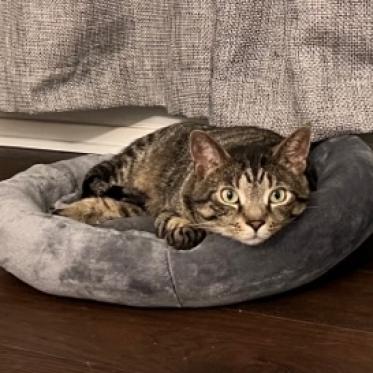 Wonder, an adoptable Domestic Short Hair in Pittsburgh, PA, 15237 | Photo Image 6