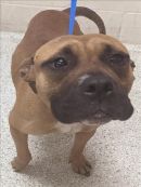 GRACE's profile on Petfinder.com