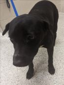 HONOR's profile on Petfinder.com