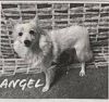 Angel - St. Louis, MO