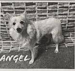 Angel - St. Louis, MO, an adoptable American Eskimo Dog in Saint Louis, MO_image-4