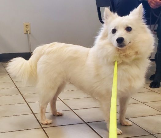 Angel - Adopted!, an adopted American Eskimo Dog in Saint Louis, MO_image-6