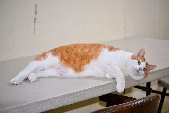 Legend, an adoptable American Bobtail in Sevierville, TN_image-2