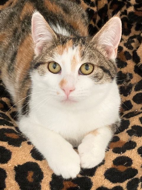 Calico best sale cat adoption