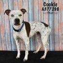 COOKIE's profile on Petfinder.com