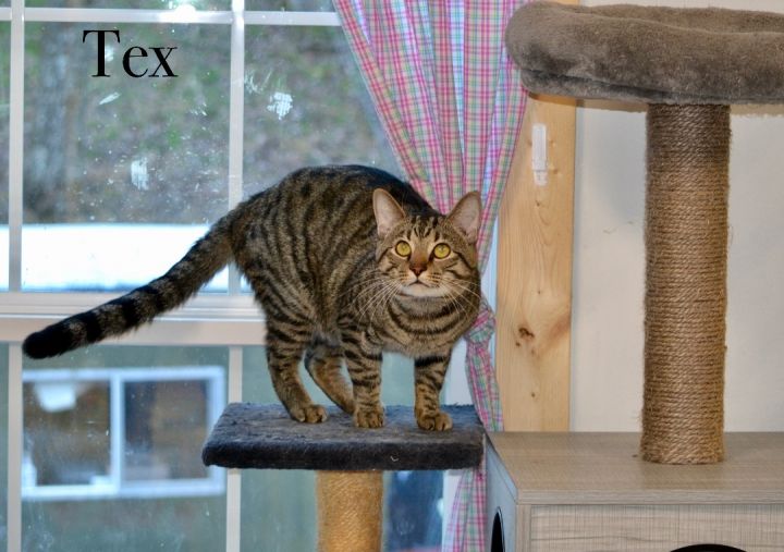 Tex , an adoptable Tabby in Sevierville, TN_image-1