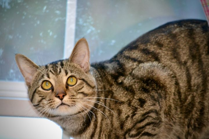 Tex , an adoptable Tabby in Sevierville, TN_image-2