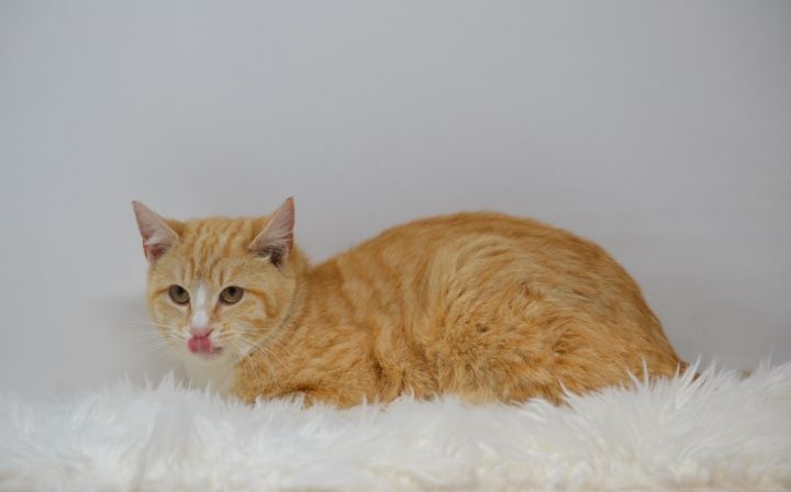 Fannie , an adoptable Domestic Short Hair in Sevierville, TN_image-3