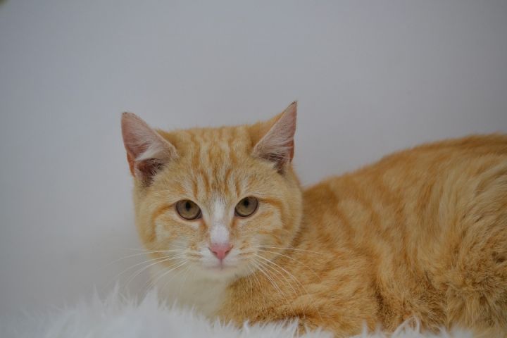 Fannie , an adoptable Domestic Short Hair in Sevierville, TN_image-4