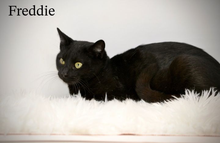 Freddie, an adoptable Domestic Short Hair in Sevierville, TN_image-1