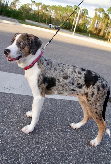 Catahoula leopard hot sale hound mix