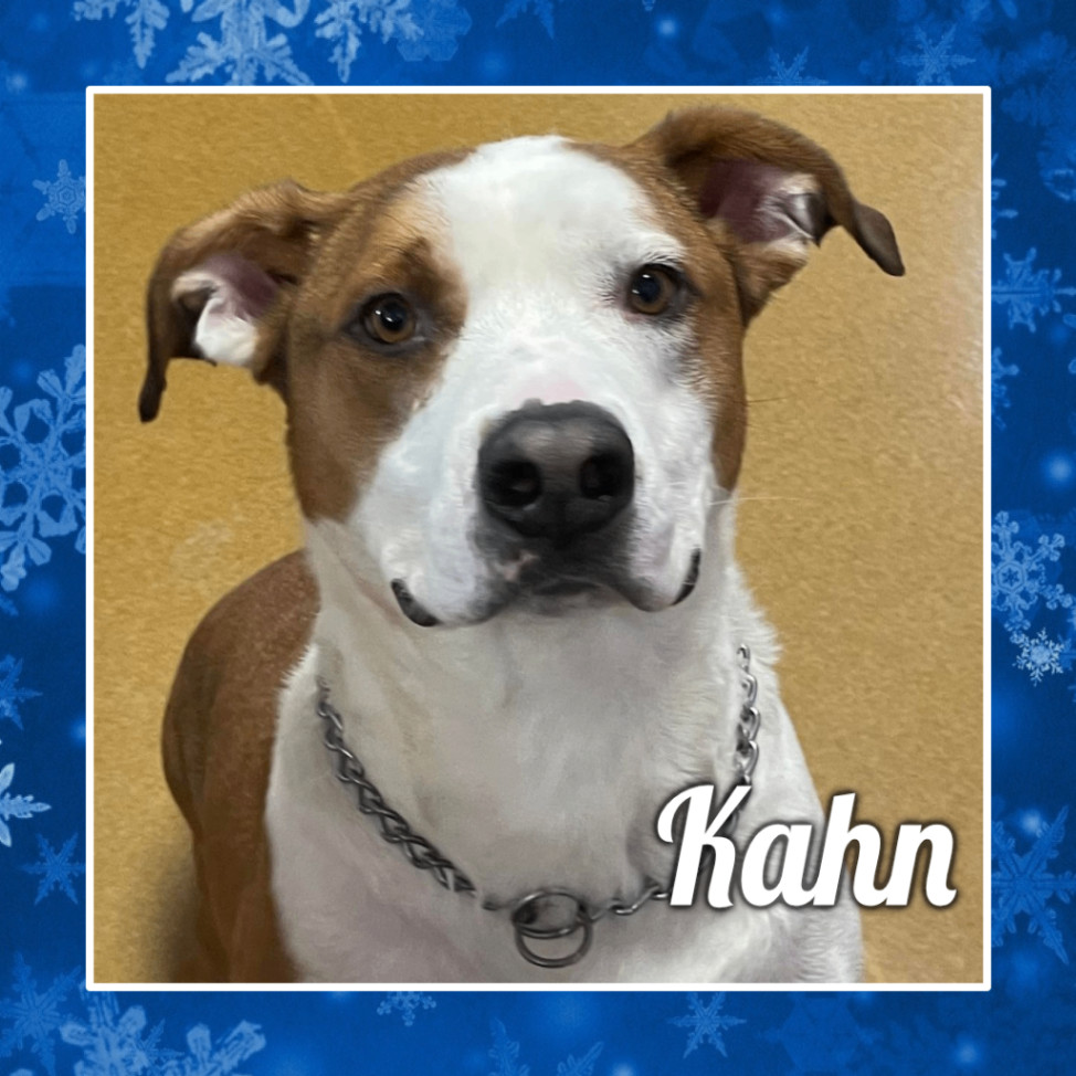 Kahn (Obedience Trained), an adoptable Boxer in Maryville, MO, 64468 | Photo Image 1
