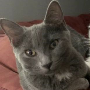 Duchess 2