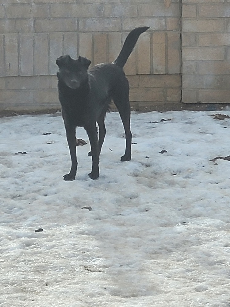 Petey, an adoptable Schipperke in Herriman, UT, 84096 | Photo Image 1