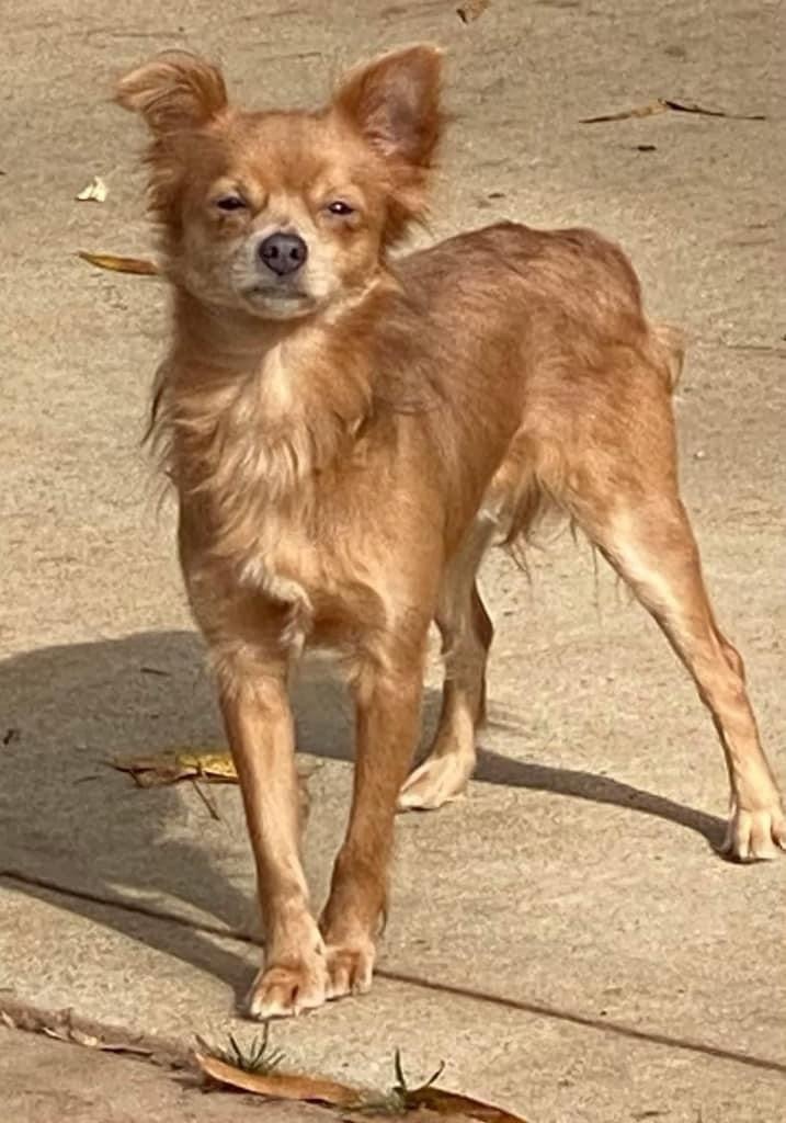 Nike, an adoptable Pomeranian, Chihuahua in Matthews, NC, 28104 | Photo Image 1