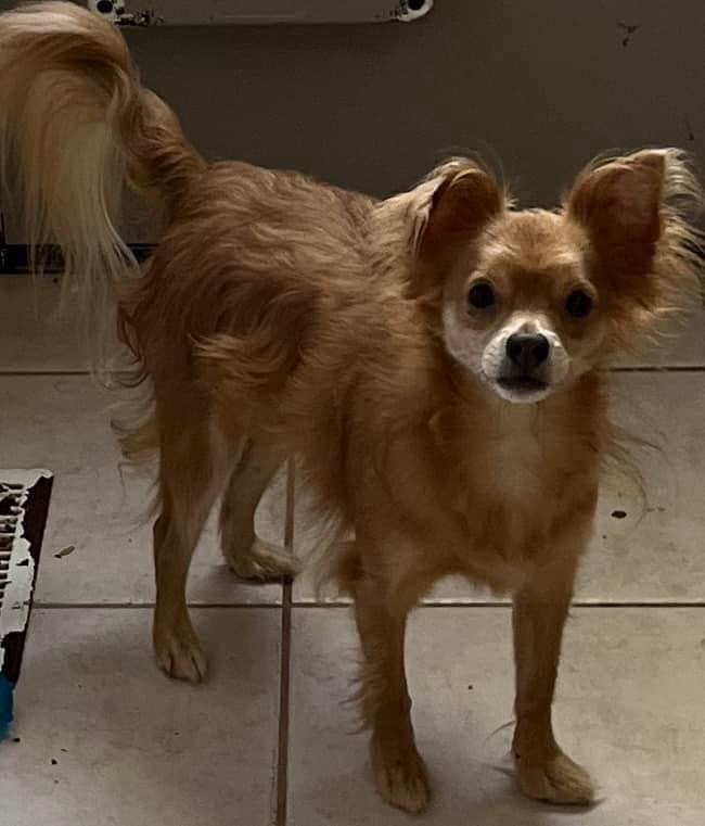 Nike, an adoptable Pomeranian, Chihuahua in Matthews, NC, 28104 | Photo Image 2