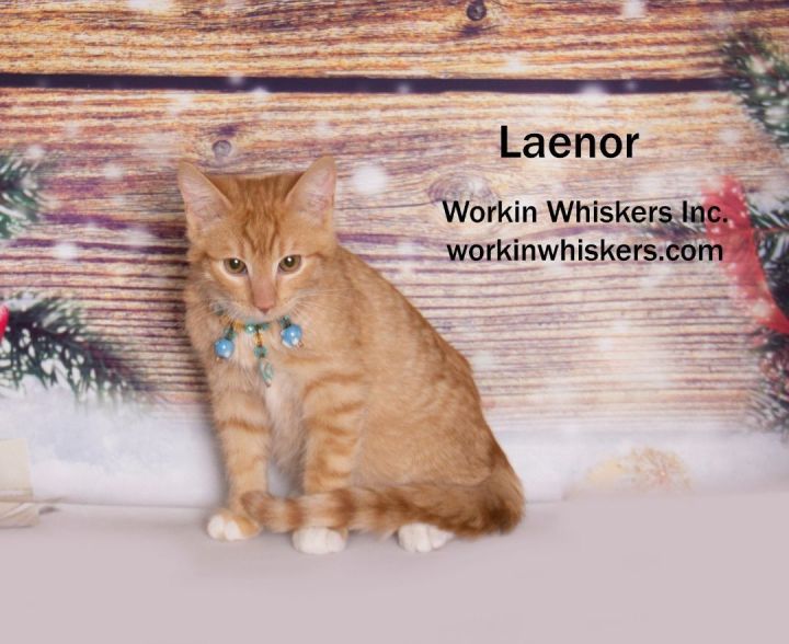 LAENOR, an adoptable Domestic Short Hair & Tabby Mix in HEMET, CA_image-1