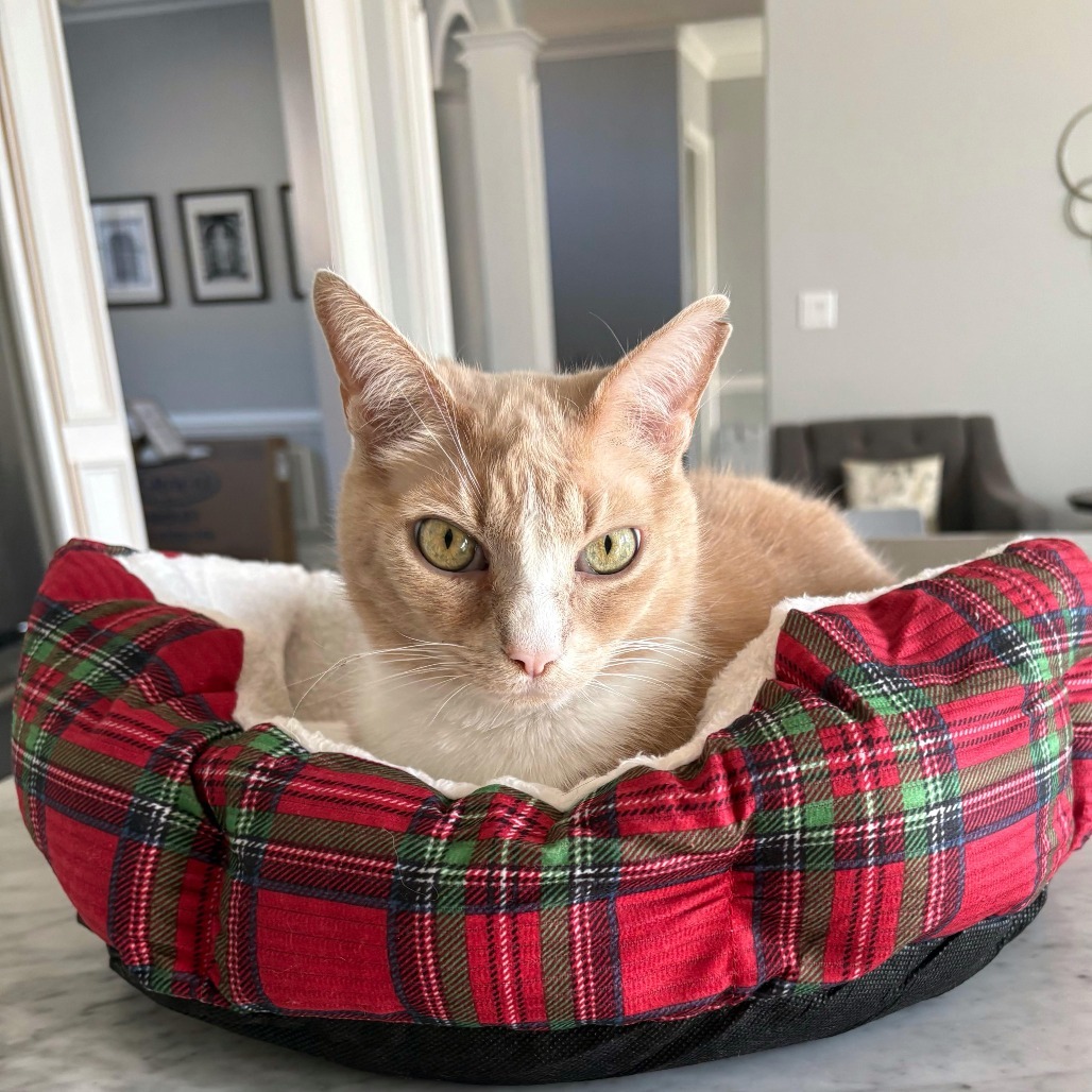 Junebug, an adoptable Domestic Short Hair in Lynchburg, VA, 24502 | Photo Image 1