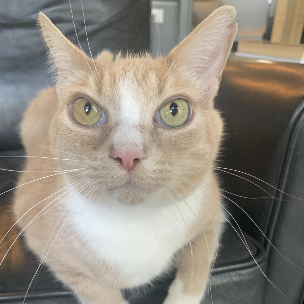 Junebug, an adoptable Domestic Short Hair in Lynchburg, VA, 24502 | Photo Image 2