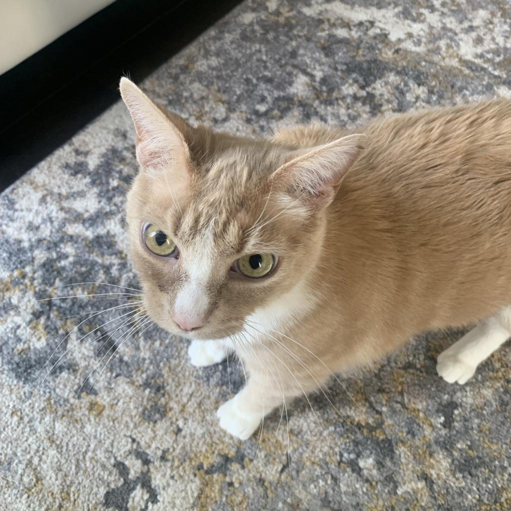 Junebug, an adoptable Domestic Short Hair in Lynchburg, VA, 24502 | Photo Image 3