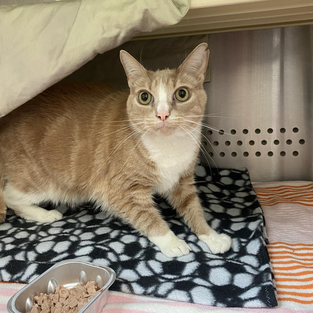 Junebug, an adoptable Domestic Short Hair in Lynchburg, VA, 24502 | Photo Image 4
