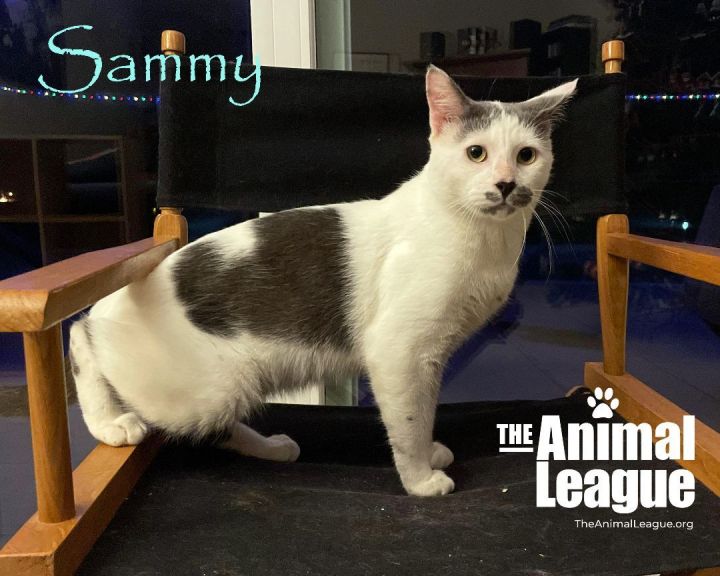 Sammy, an adoptable Domestic Short Hair Mix in Clermont, FL_image-1