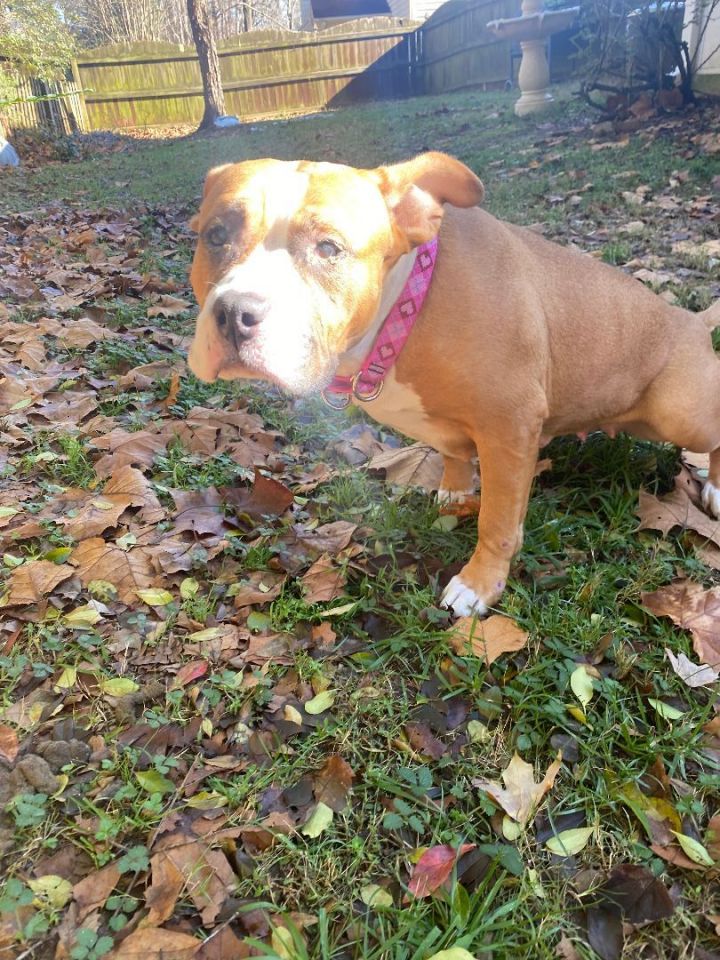Princess, an adoptable American Bulldog in Peachtree Corners, GA_image-3
