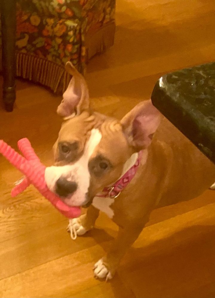 Princess, an adoptable American Bulldog in Peachtree Corners, GA_image-4
