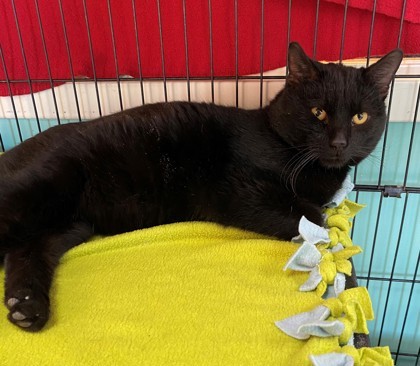 Cat for adoption - Buffay, a Domestic Short Hair in Willmar, MN | Petfinder